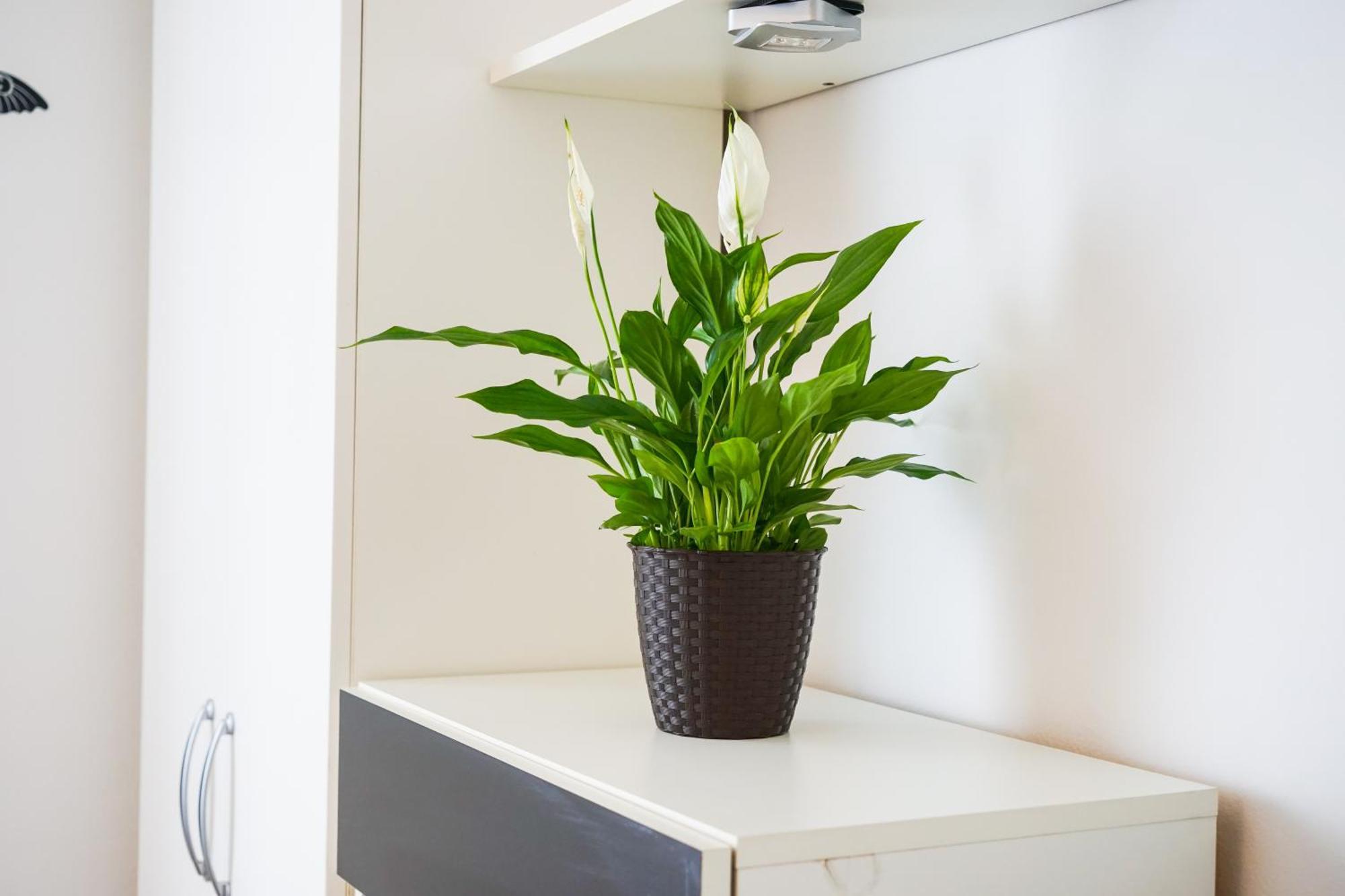 Floral Apartment Zadar Ngoại thất bức ảnh